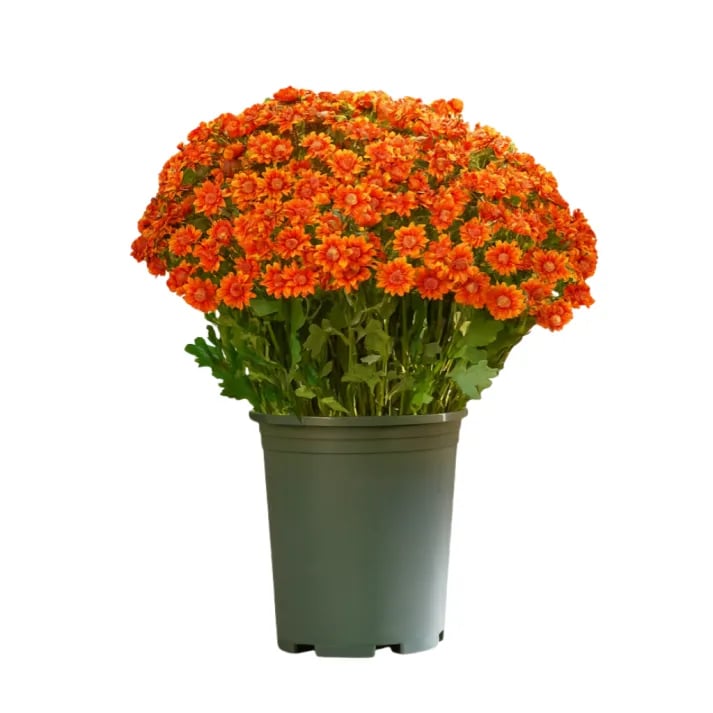 đ„Sista dagen! Endast 26 SEK styck â Konstgjorda utomhusblommor "Sunset Mums" â UV-bestĂ€ndiga, vattentĂ€ta och vindresistenta