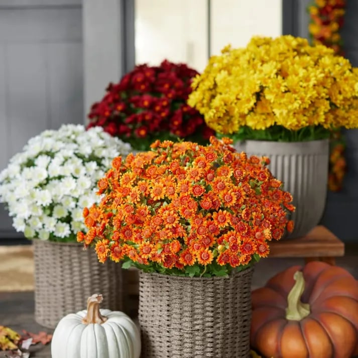 đ„Sista dagen! Endast 26 SEK styck â Konstgjorda utomhusblommor "Sunset Mums" â UV-bestĂ€ndiga, vattentĂ€ta och vindresistenta