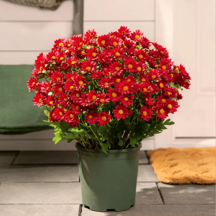 đ„Sista dagen! Endast 26 SEK styck â Konstgjorda utomhusblommor "Sunset Mums" â UV-bestĂ€ndiga, vattentĂ€ta och vindresistenta
