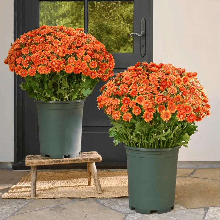 đ„Sista dagen! Endast 26 SEK styck â Konstgjorda utomhusblommor "Sunset Mums" â UV-bestĂ€ndiga, vattentĂ€ta och vindresistenta