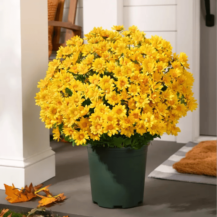 đ„Sista dagen! Endast 26 SEK styck â Konstgjorda utomhusblommor "Sunset Mums" â UV-bestĂ€ndiga, vattentĂ€ta och vindresistenta